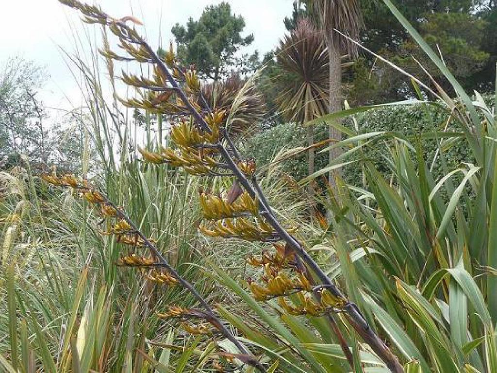 130 Ile de Batz Jardin Georges Delaselle_000042.jpg